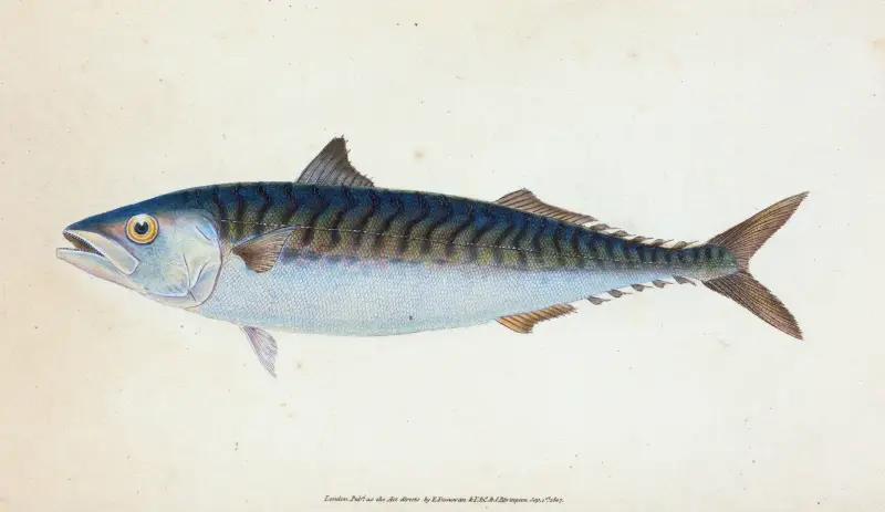 Makrele, Scomber Scomber von Edward Donovan