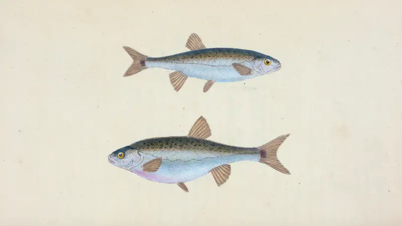Minow, Cyprinus phoxinus av Edward Donovan