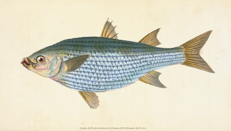 Mullet, Mugil Cephalus av Edward Donovan