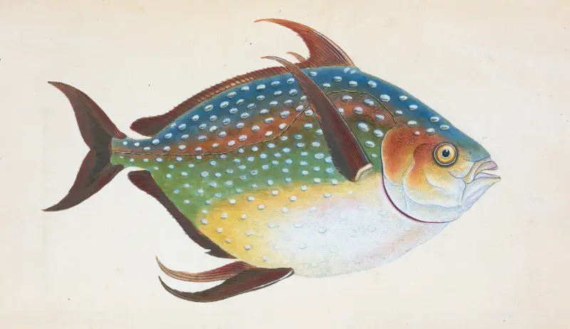 Opah, or King-fish, Zeus Luna av Edward Donovan