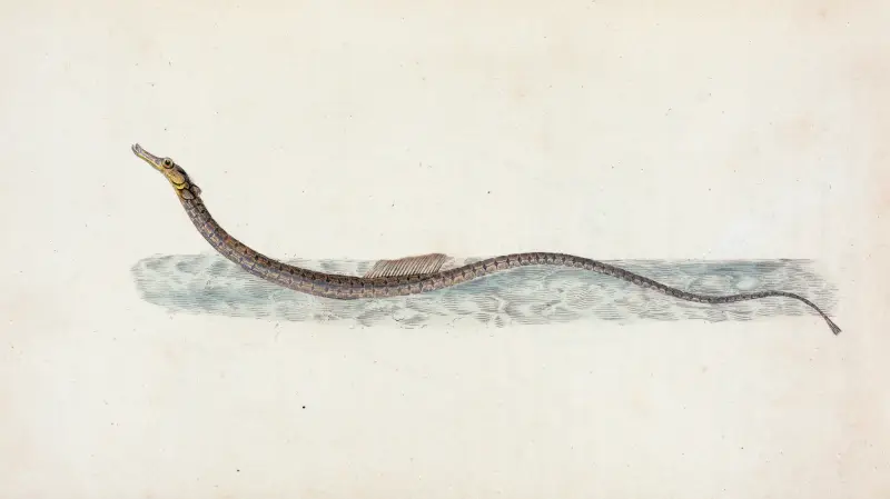 Pelagisk kantnål, Syngnathus pelagicus av Edward Donovan