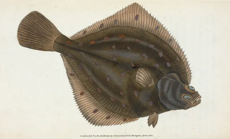 Scholle, Pleuronectes platessa von Edward Donovan