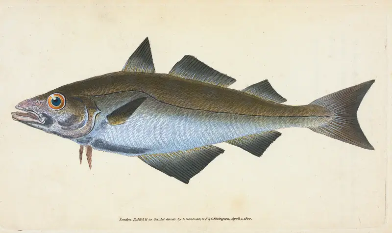 Pollack, Gadus Pollachius, Edward Donovan