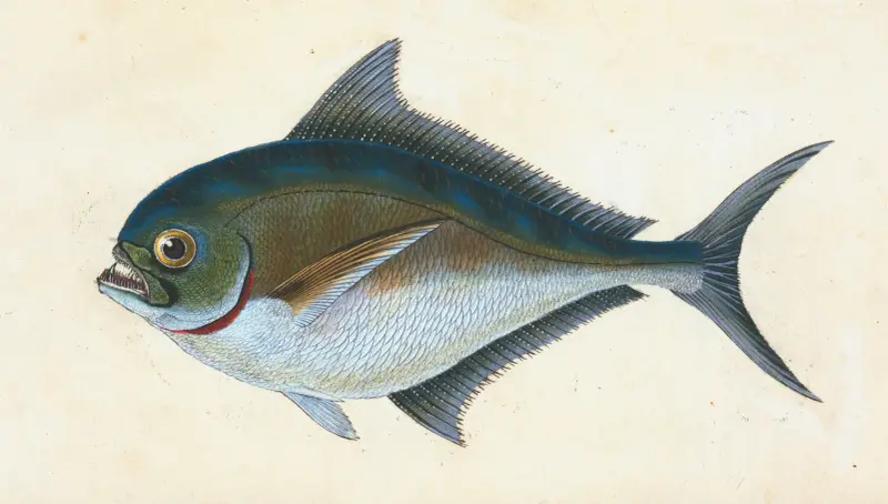 Rays tandade guldbraxen, Sparus Raii av Edward Donovan