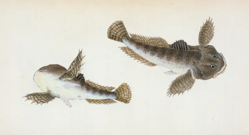 River Bull-head, Cottus Gobio av Edward Donovan