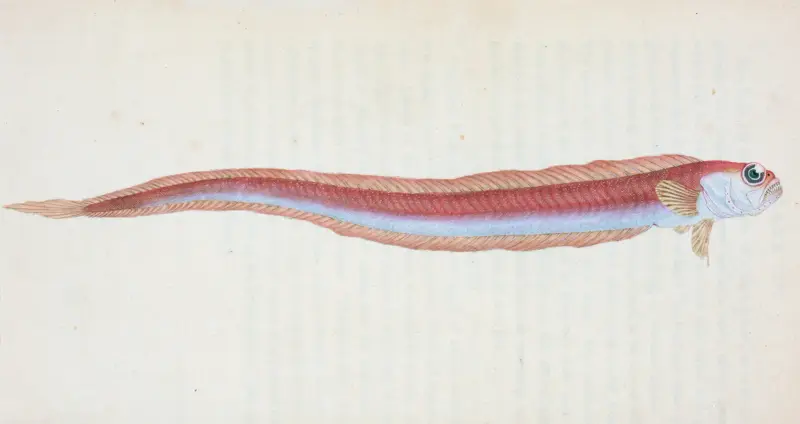 Rubescent Band-fish, Cepola Rubescens av Edward Donovan