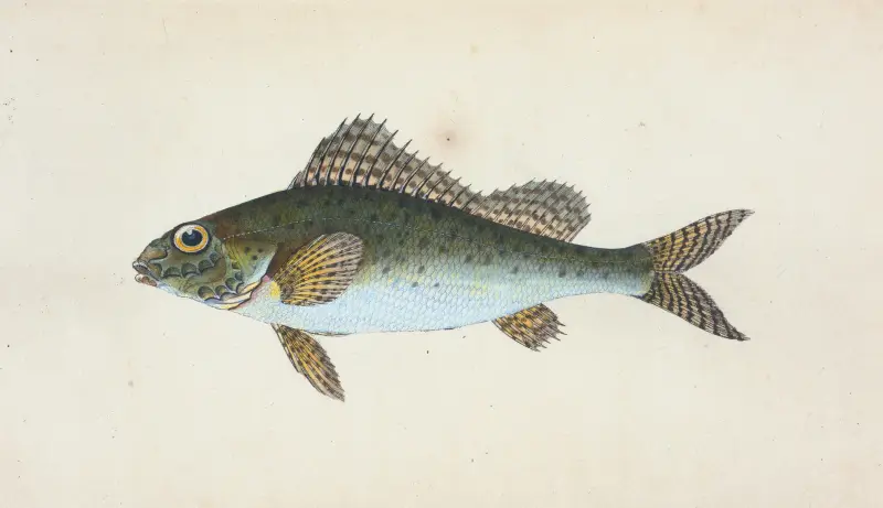 Flussbarsch, Perca cernua von Edward Donovan