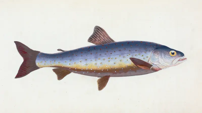 Salvelian Charr, Salmo Salvelinus av Edward Donovan