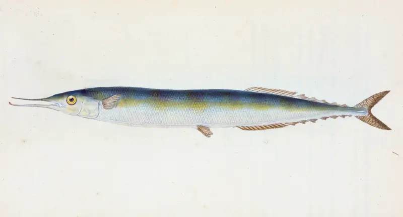 Szczupak, czyli Saury Pike, Esox saurus, Edward Donovan