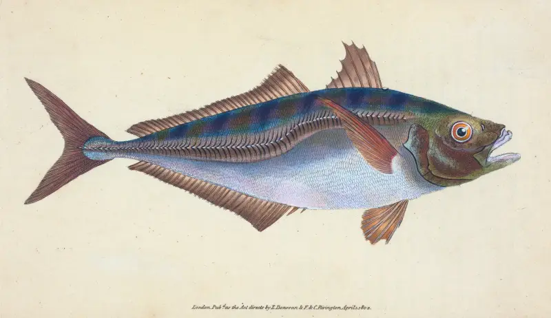 Scad, Scomber Trachurus von Edward Donovan