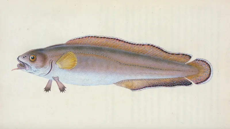 Scotch Torsk, Gadus Brosme av Edward Donovan