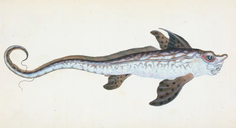 Sea Monster, Chimera Monstrosa av Edward Donovan