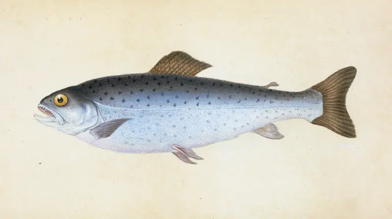 Sewen, Ssalmo Cambricus av Edward Donovan