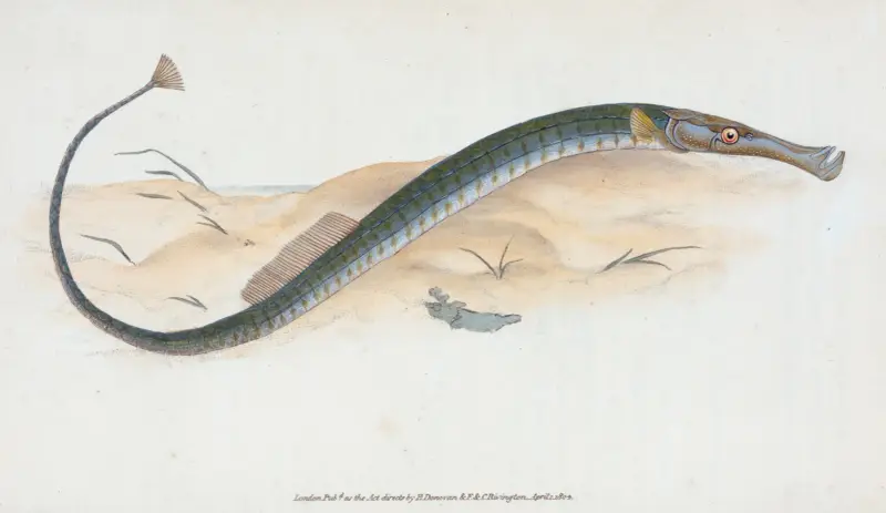 Kortare kantnål, Syngnathus typhle av Edward Donovan
