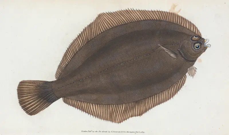 Small-headed Dab, Pleuronectes microcephalus av Edward Donovan