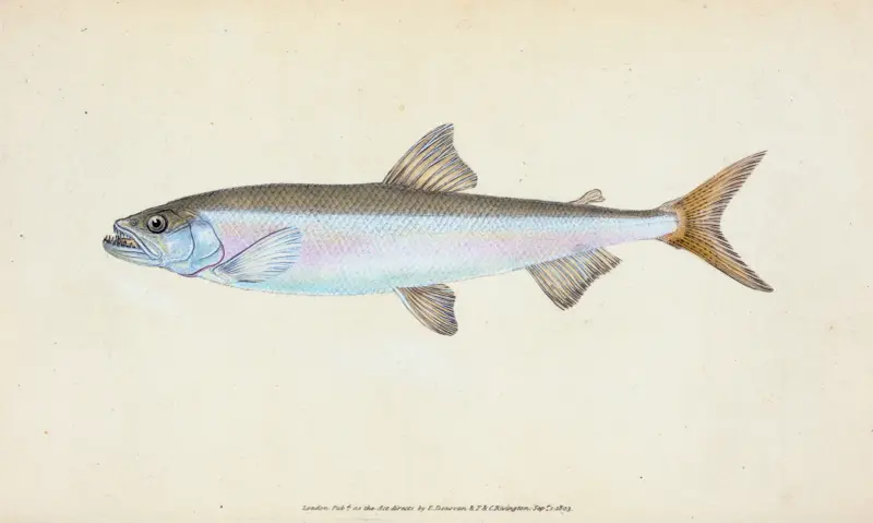 Stint, Salmo eperlanus von Edward Donovan
