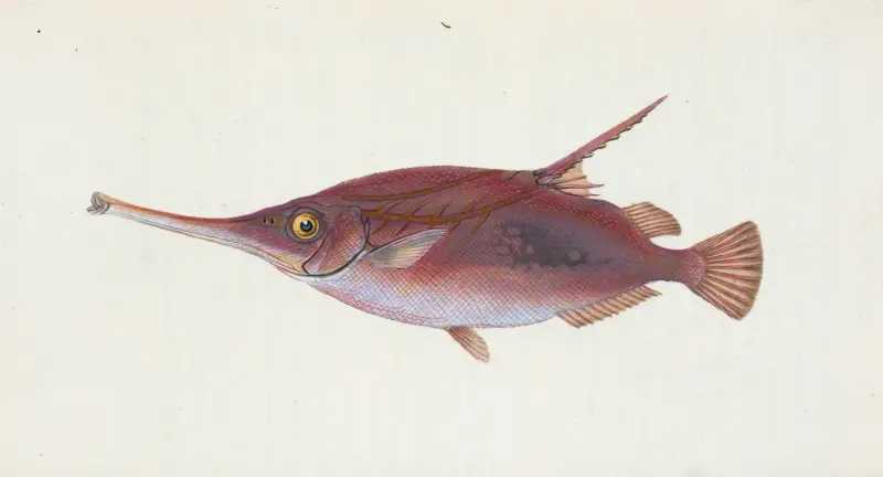 Snipe, or Trumpet-fish, Centriscus Scolopax av Edward Donovan