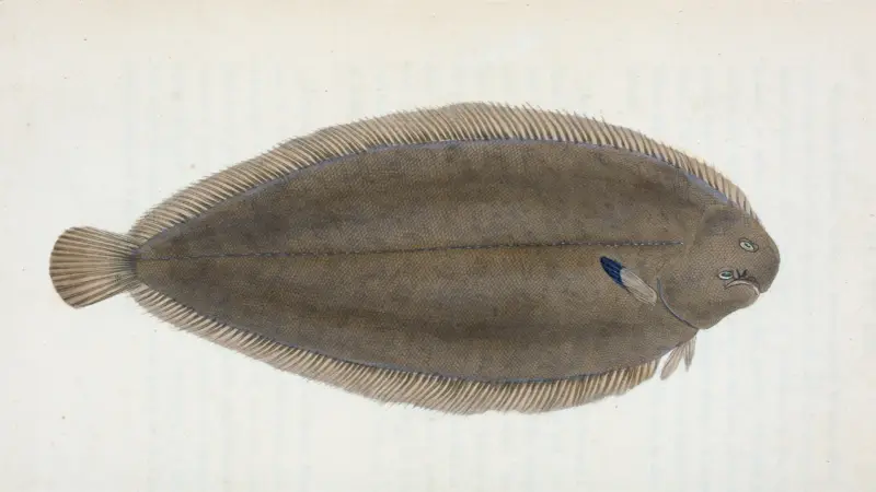 Sole, Pleuronectes Solea av Edward Donovan