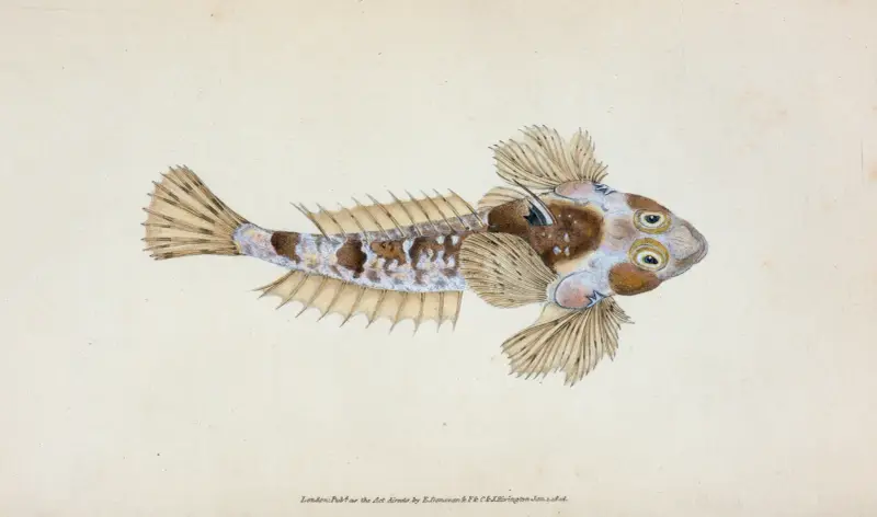 Sordit Dragonet, Callionymus Dracunculus av Edward Donovan