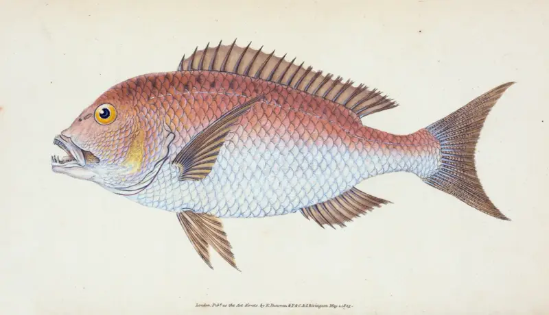 Sparus, four-toothed, Sparus Dentex av Edward Donovan