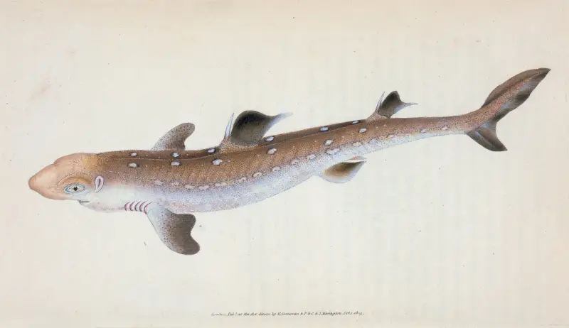 Spine-backed Shark, Squalus Acanthias av Edward Donovan