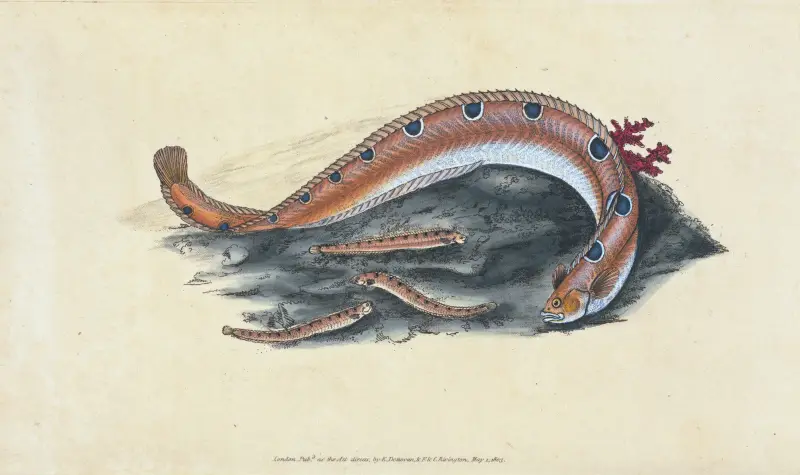 Spotted Blenny, or Butter-fish, Blennius gunnellus av Edward Donovan