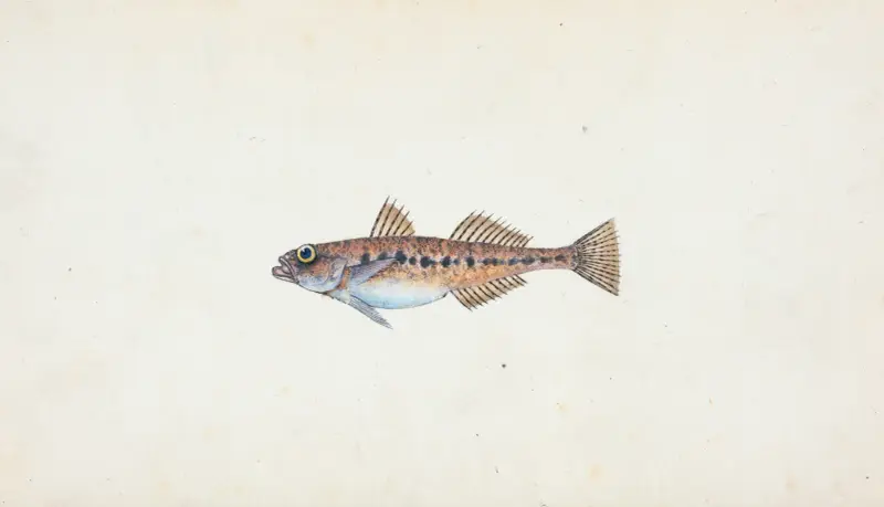 Spotted Goby, Gobius minutus av Edward Donovan