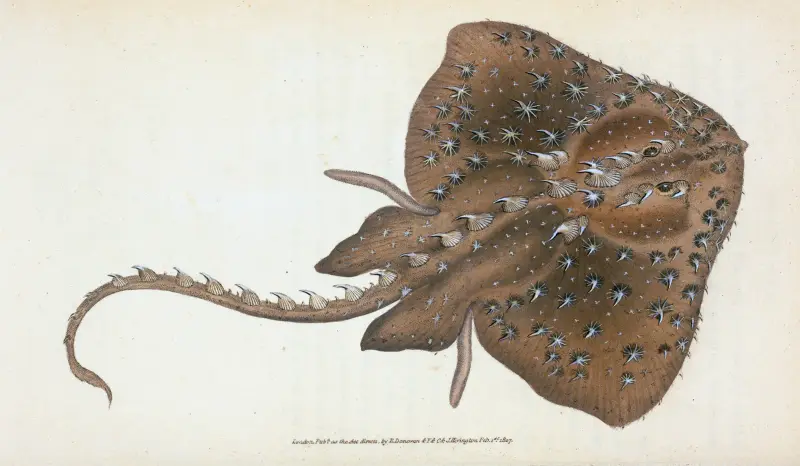 Starry Ray, Raja Radiata av Edward Donovan