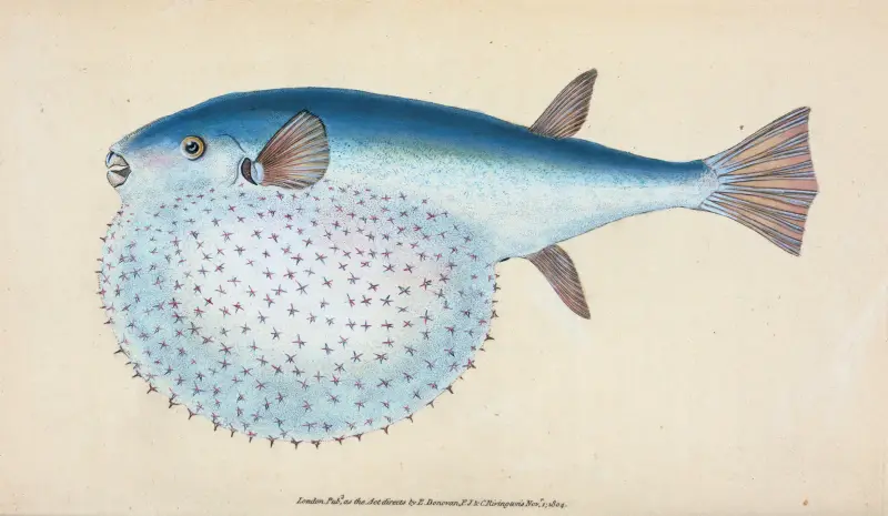 Stjärnformad kula Diodon, Tetrodon stellatus av Edward Donovan