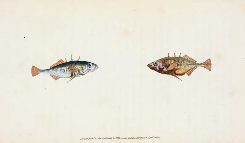 Stickleback, three-spined, Gasterosteus Aculeatus av Edward Donovan