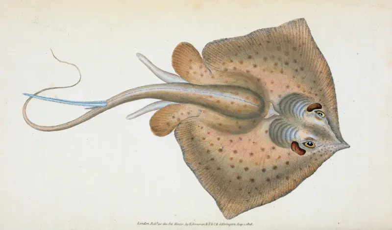 Stingrocka, Raja Pastinaca av Edward Donovan