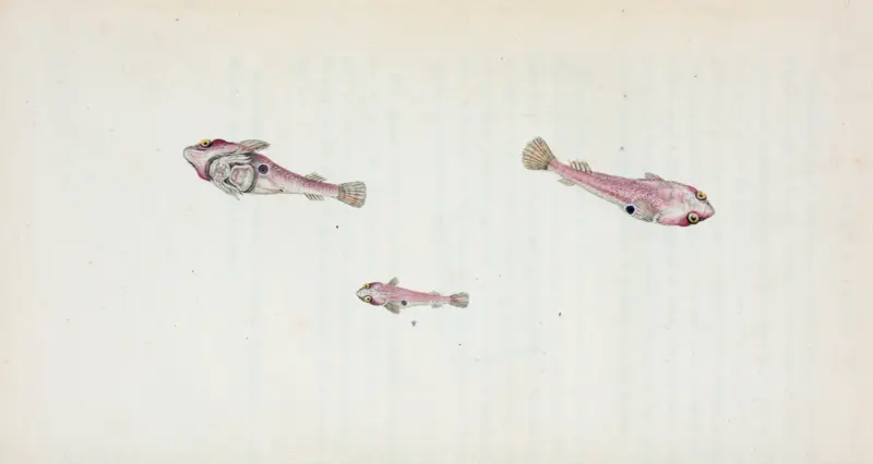 Sucker, bimaculated, Cyclopterus Bmaculatus av Edward Donovan