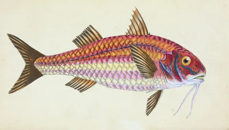 Surmulet, Mullus Surmuletus av Edward Donovan