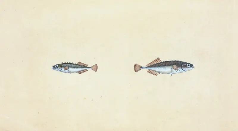 Taggig spigg, Gasterosteus pungitius av Edward Donovan