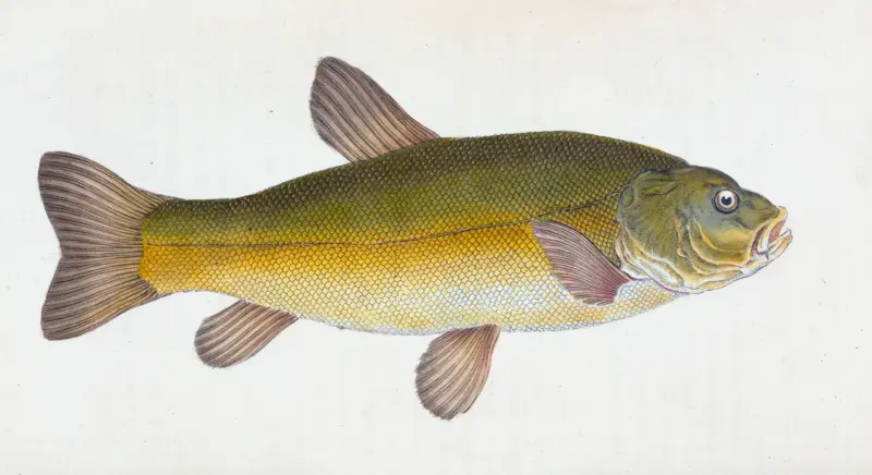 Schleie, Cyprinus Tinca von Edward Donovan