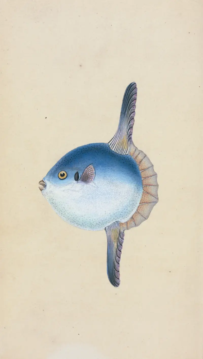 Tetrodon von Edward Donovan