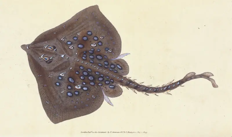 Thornback, Raia clavata av Edward Donovan