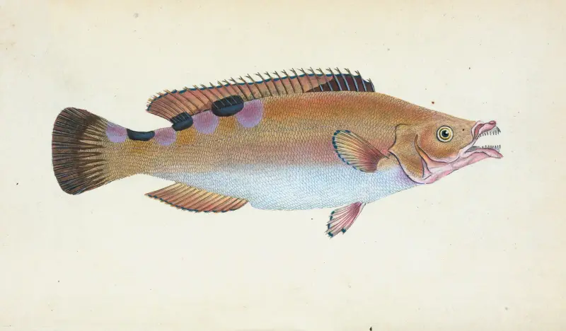 Trimaculated Wrasse, Labrus trimaculatus av Edward Donovan