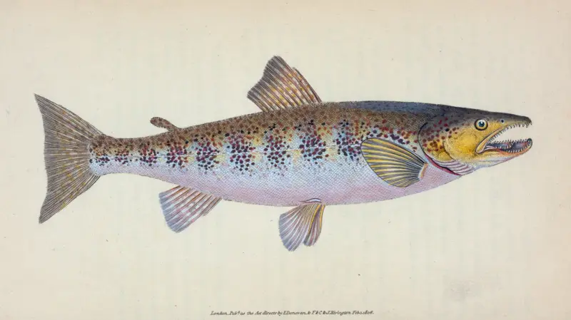 Öring, Salmo Fario av Edward Donovan