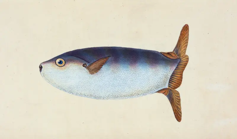 Truncated Sun-fish, Tetrodon truncatus av Edward Donovan