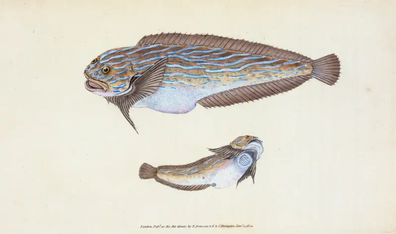 Unctuous Sucker, Cyclopterus liparis av Edward Donovan