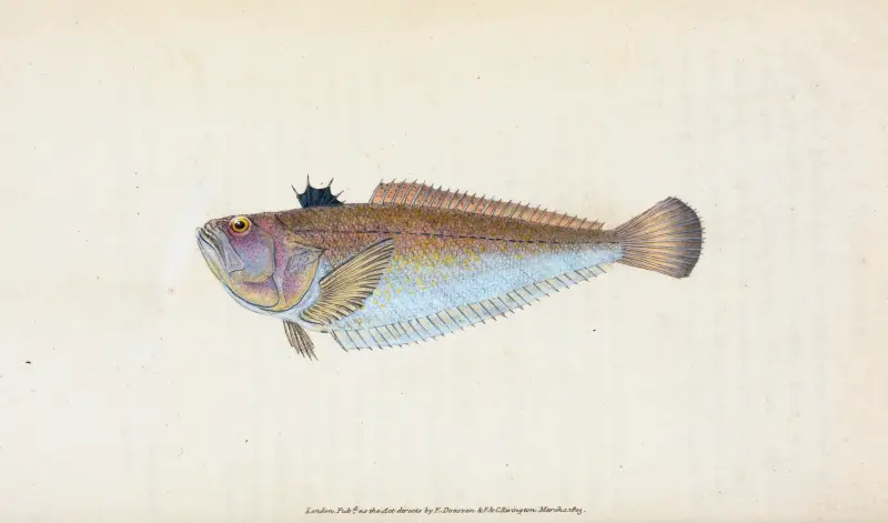 Weever, Trachinus Draco von Edward Donovan