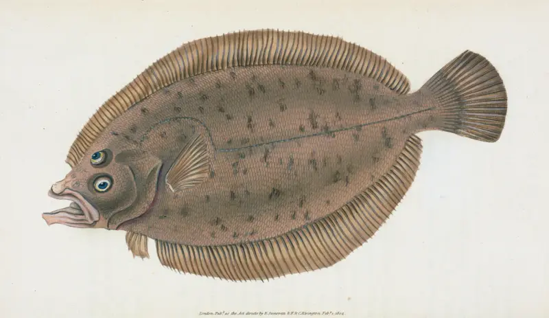 Whiff, Pleuronectes Megastoma von Edward Donovan