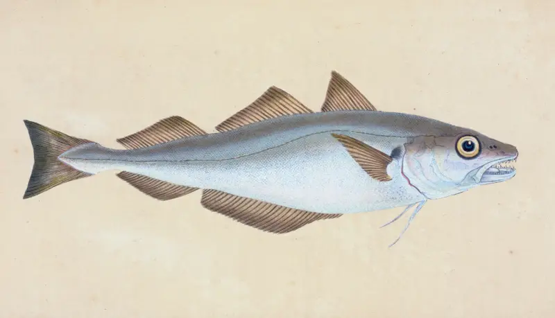 Whiting, Gadus Merlangius av Edward Donovan