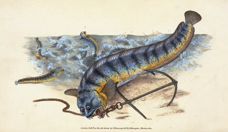 Wolf-fish, Anarhichas Lupus av Edward Donovan