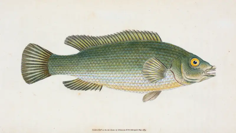 Wrasse, streaked, Labrus Lineatus av Edward Donovan