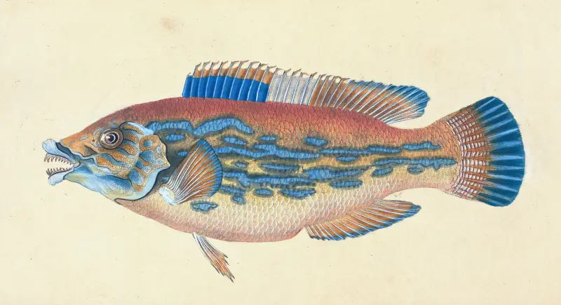 Wrasse, striped, Labrus Variegatus av Edward Donovan