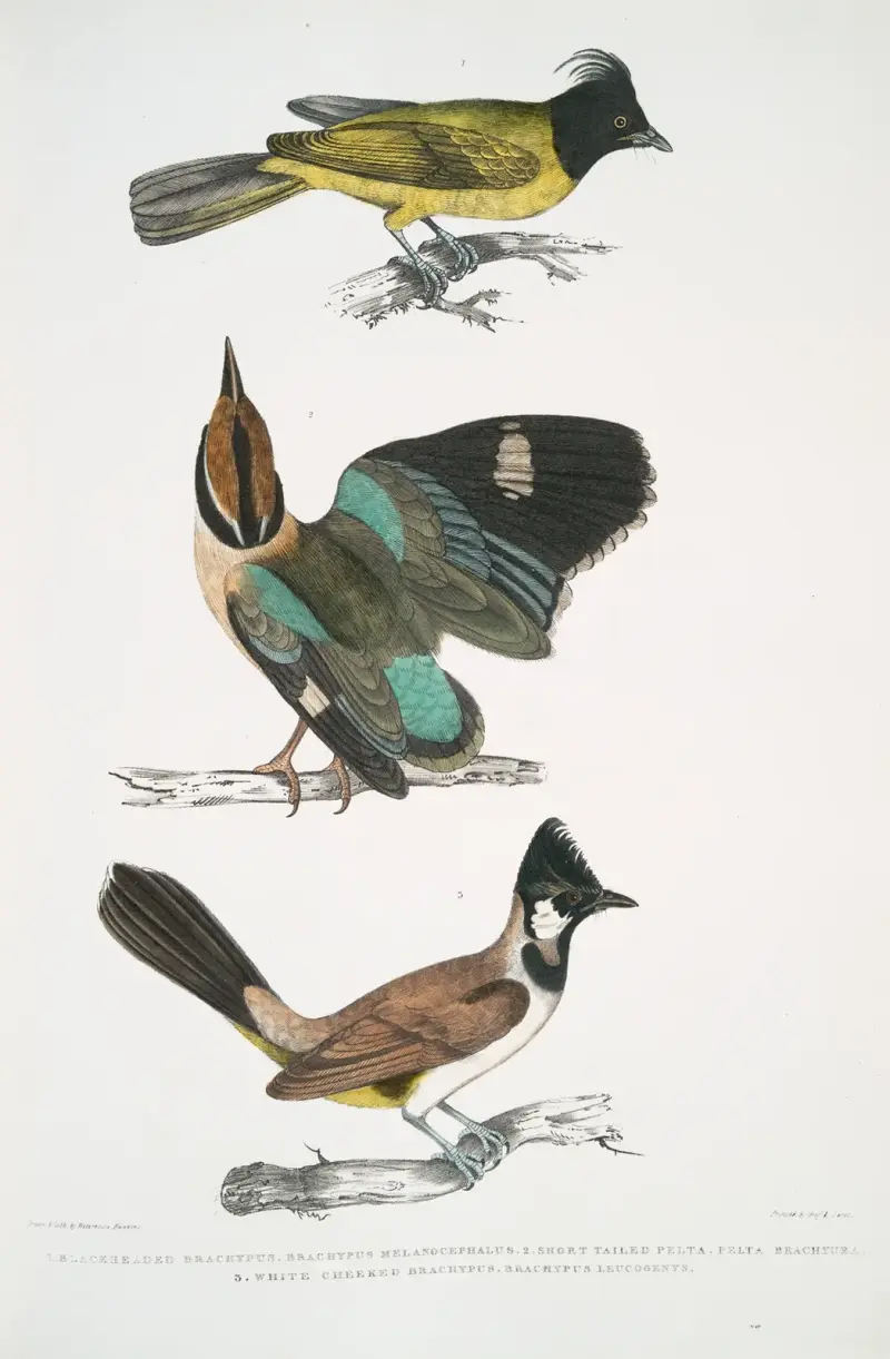 1. Schwarzkehl-Brachypus, Brachypus melanocephalus; 2. Kurzschwanz-Pelta [Pitta], Pelta [Pitta] brachyura von John Edward Gray