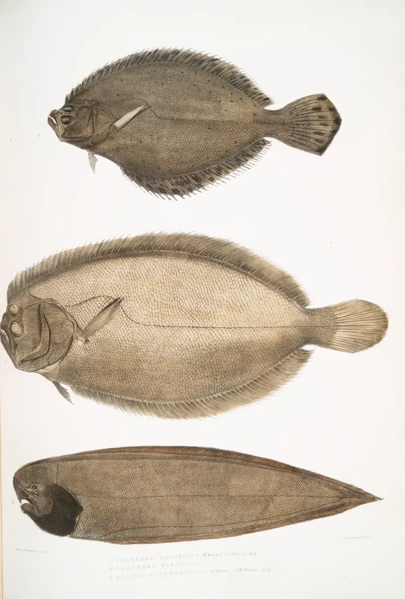 1. Chinese Plaice, Platessa Chinensis; 2. Dr. Russell’s Plaice, Platessa Russellii; 3. Short lined Finless Sole, Plagusia abbreviata. China. av John Edward Gray