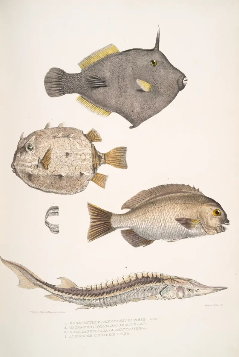 1. Spine Sided Monacanthus, Monacanthus (Amanses) Histrix; 2. Many Spined Coffin Fish, Ostracion (Acarana) auritus av John Edward Gray